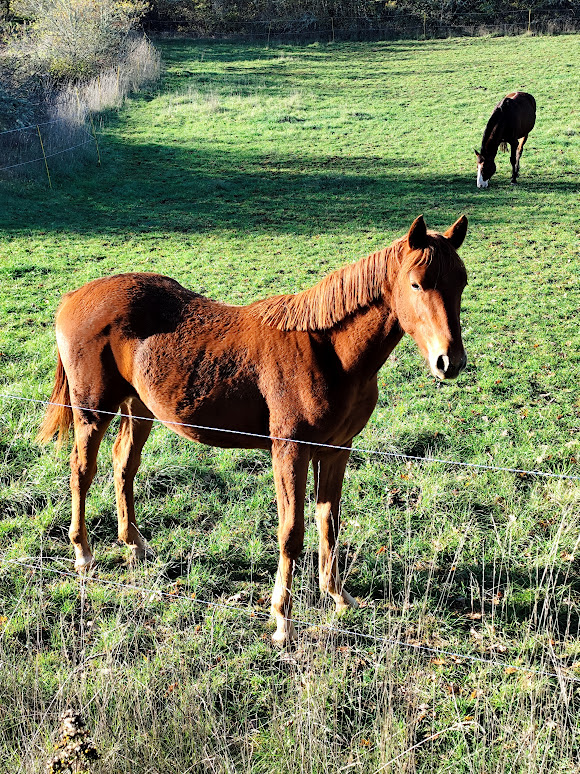 Horse Tracking