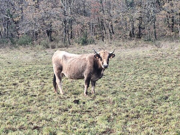 Livestock Tracking Systems for Large Properties